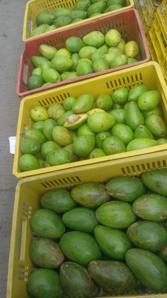 Aguacate choquete