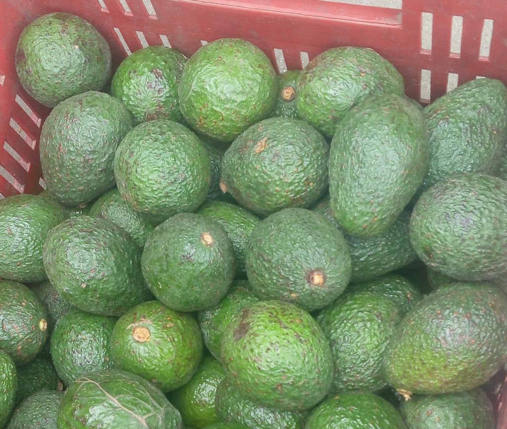 Aguacate Hass