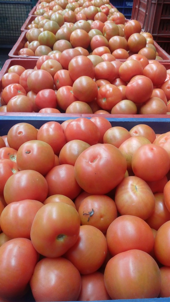 Tomate chonto de primera calidad