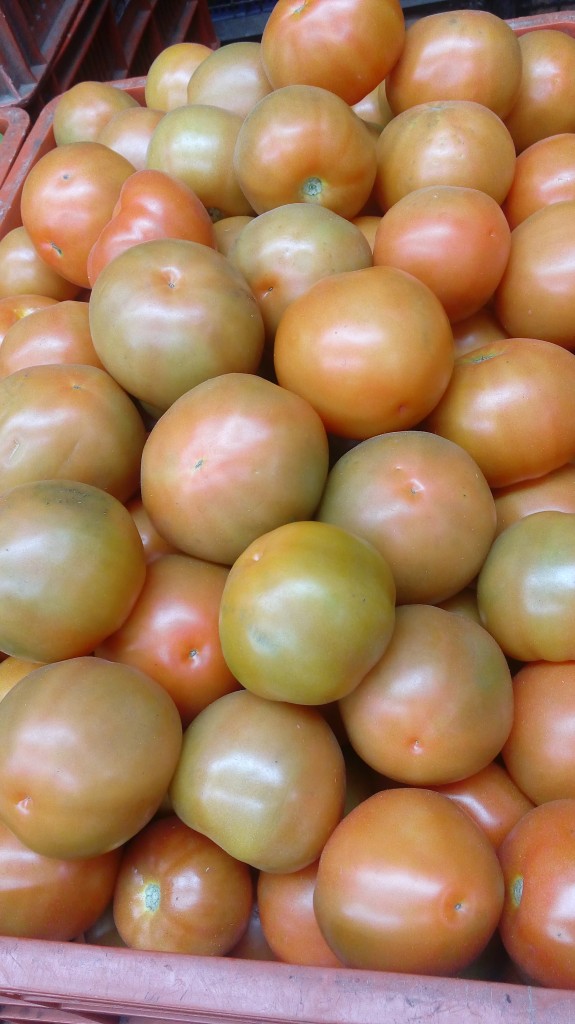 Tomate chonto selecto