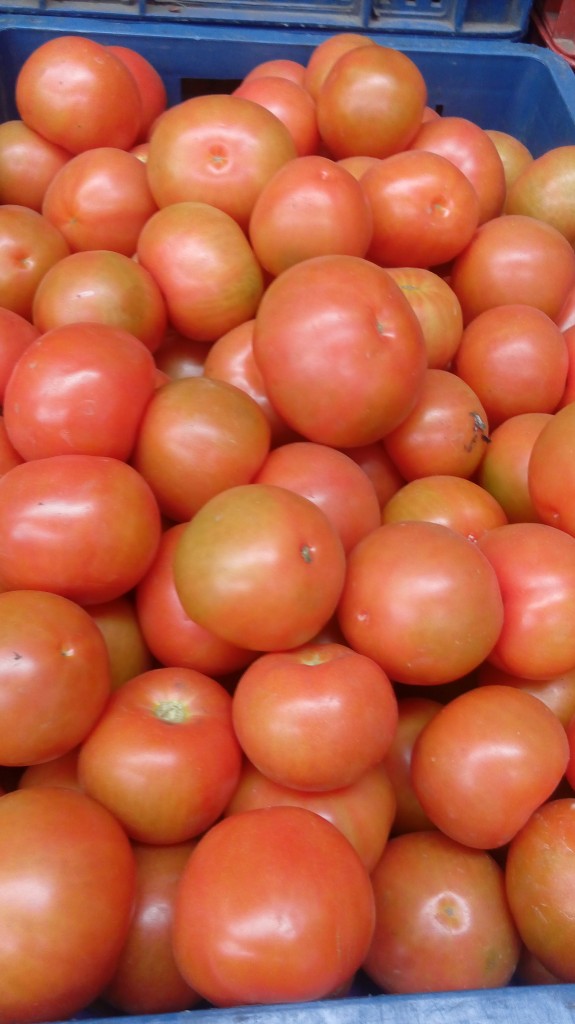 Tomate chonto