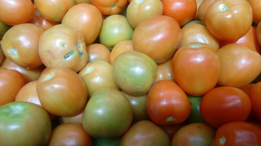 Tomate chonto