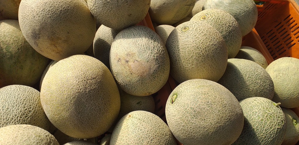Melon