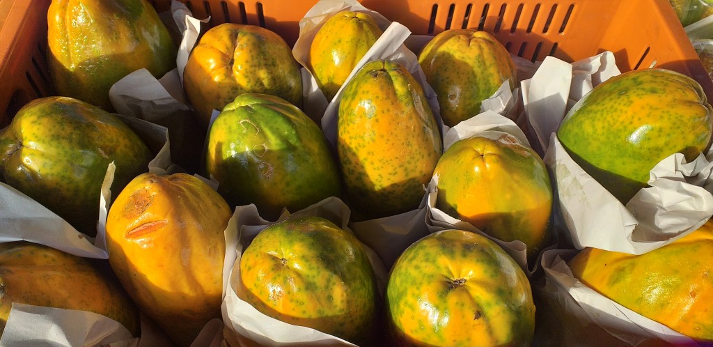 Papaya maradol