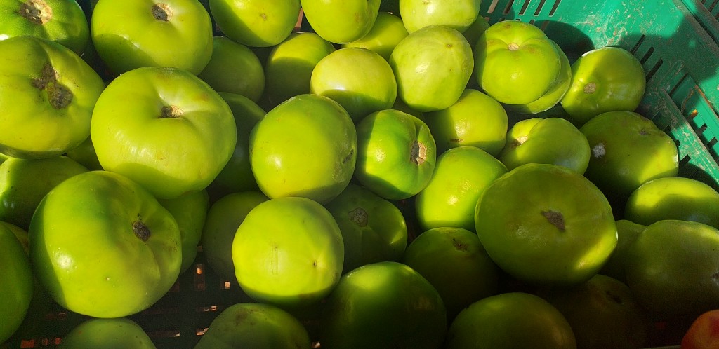 Tomate riñon