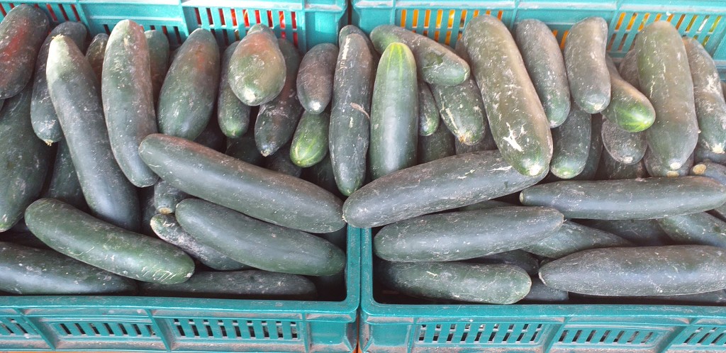 Pepino cohombro