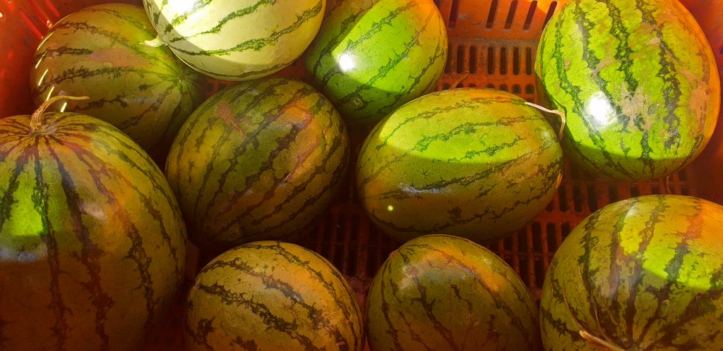 Sandia baby