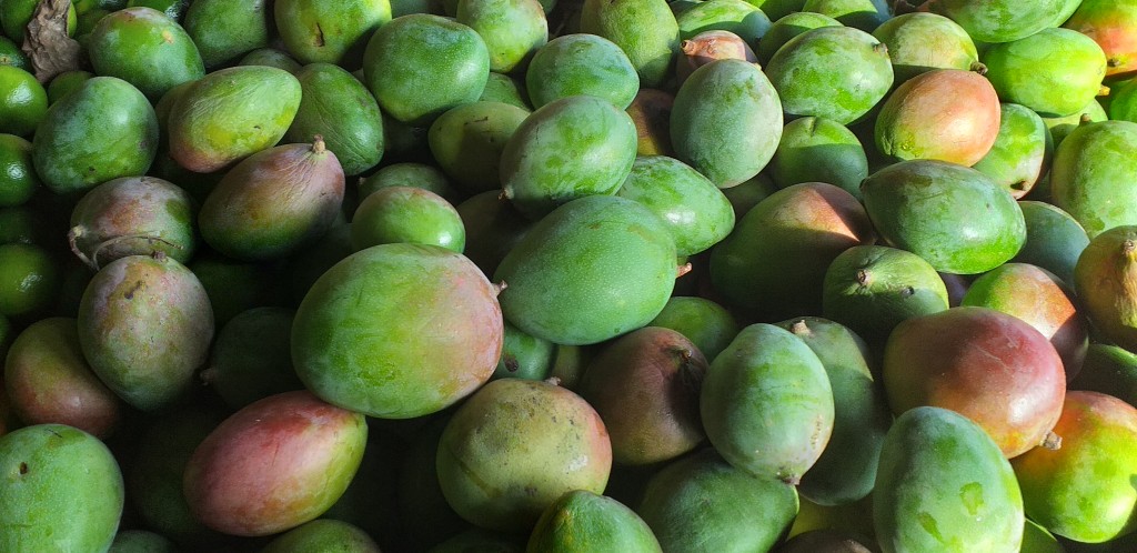 Mango farchi delgado