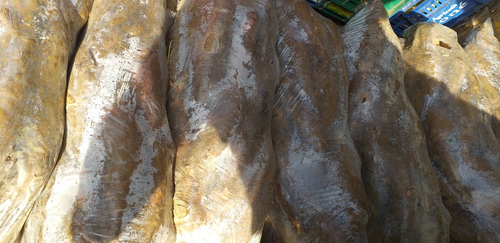 Yuca playera/28kg
