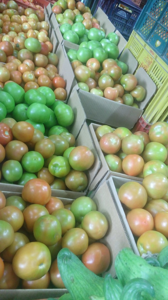 Tomate chonto