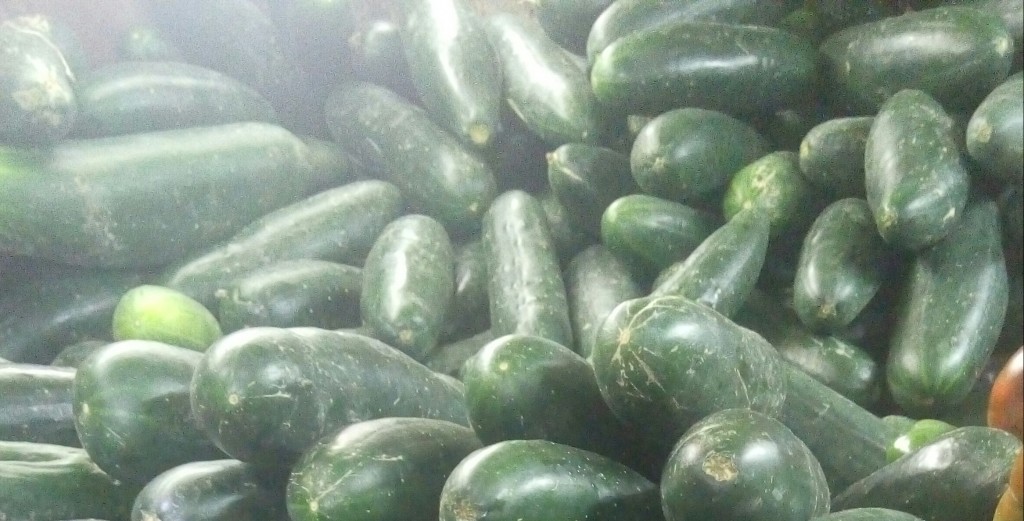 Pepino cohombro