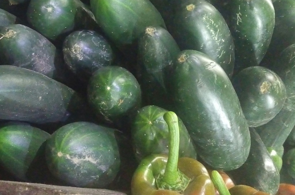 Pepino cohombro