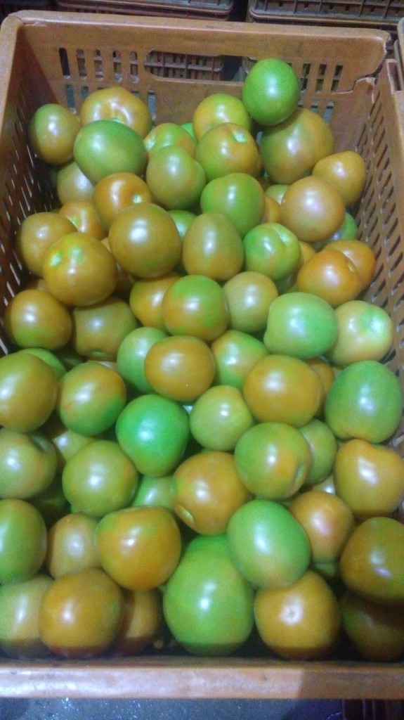 Tomate chonto de segunda