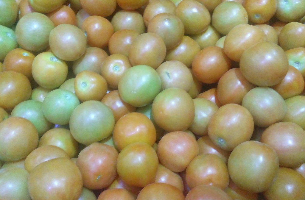 Tomate chonto de primera