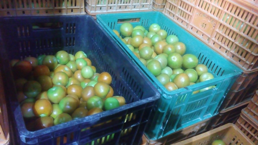 Tomate chonto de primera
