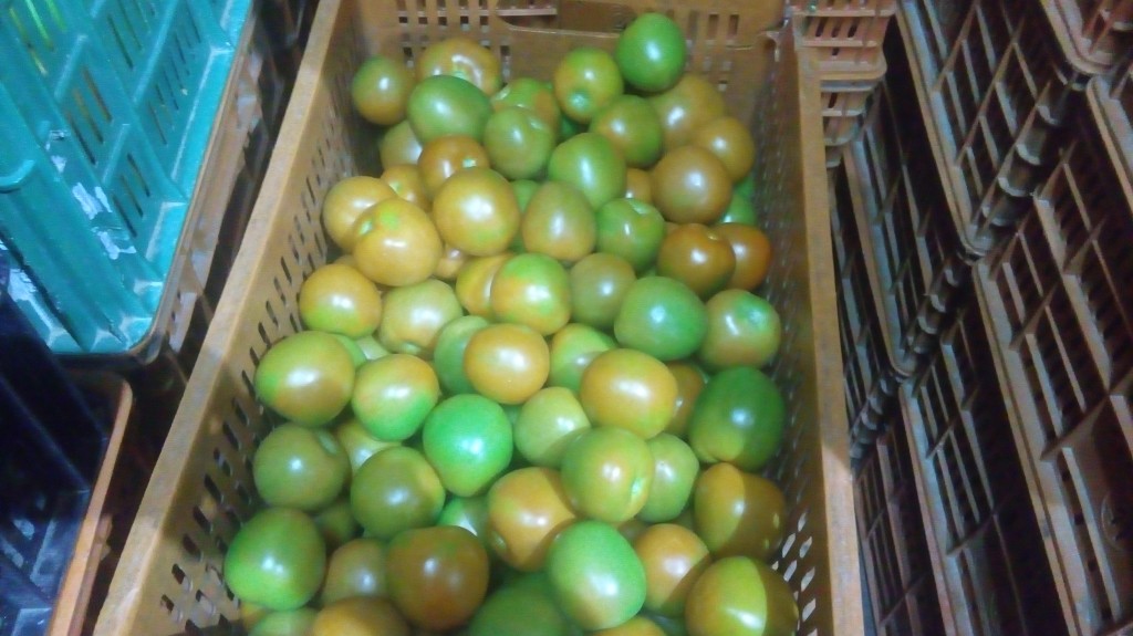 Tomate chonto de tercera