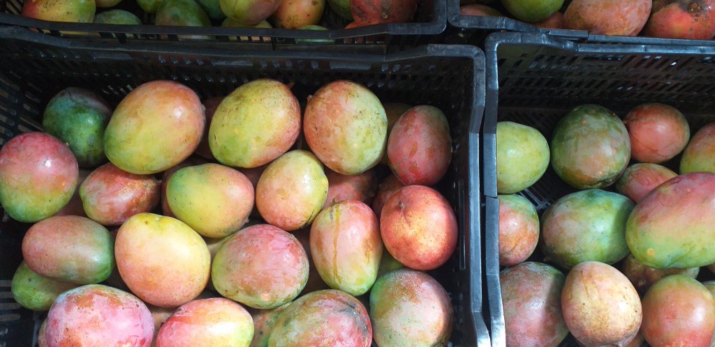 Mango farchi grueso