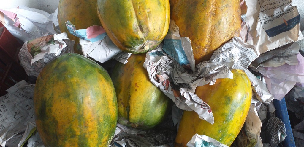 Papaya tainung delgada