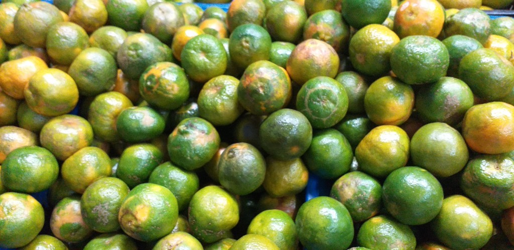 Mandarina oneco 1ra