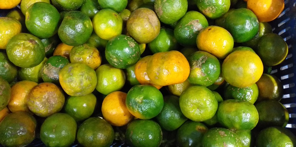 Mandarina oneco 2da