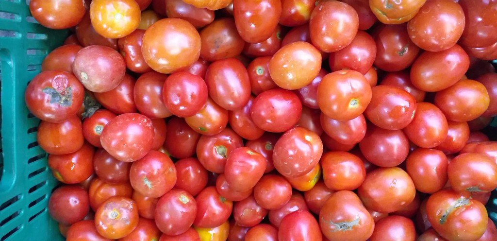Tomate semi extra