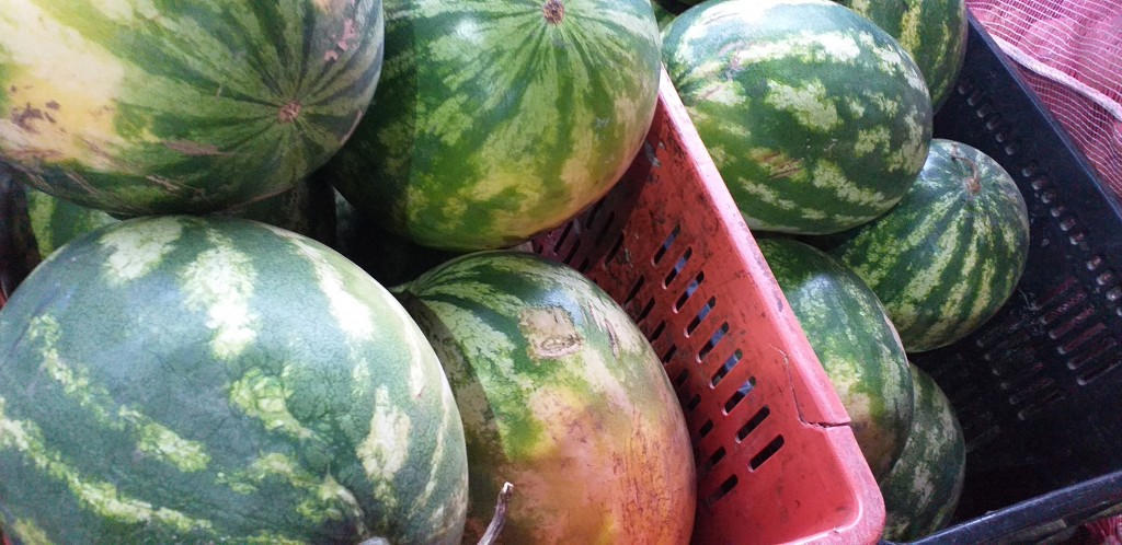 Sandia delgada