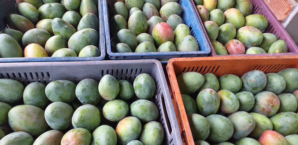 Mango farchi 1ra