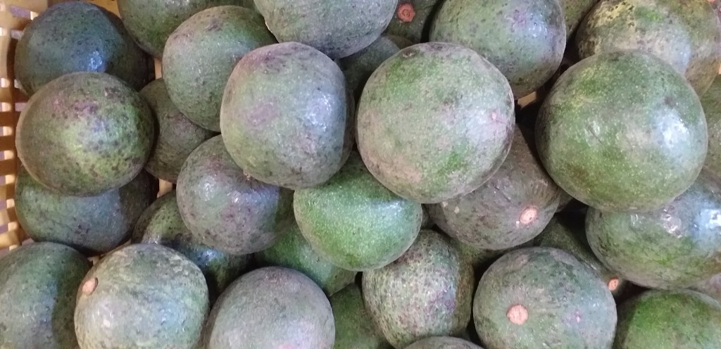 Aguacate reed