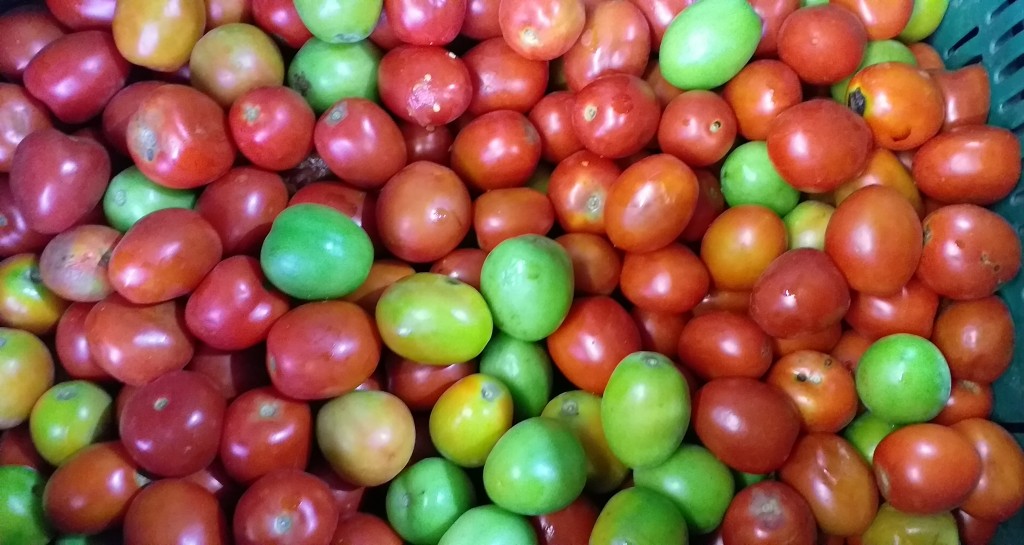 Tomate chonto parejo