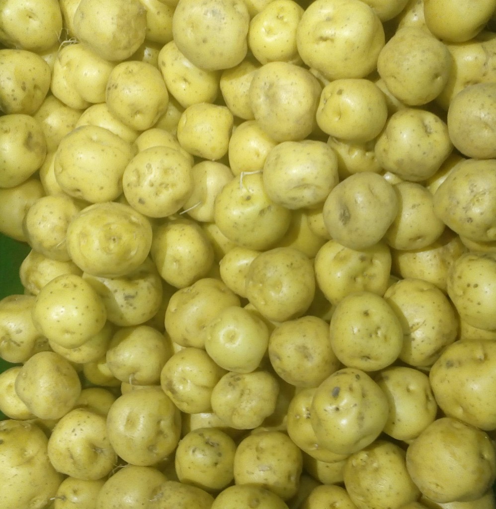 Papa criolla