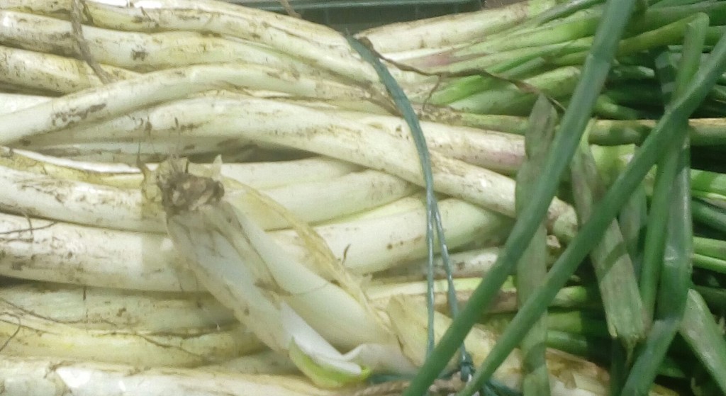 Cebolla larga