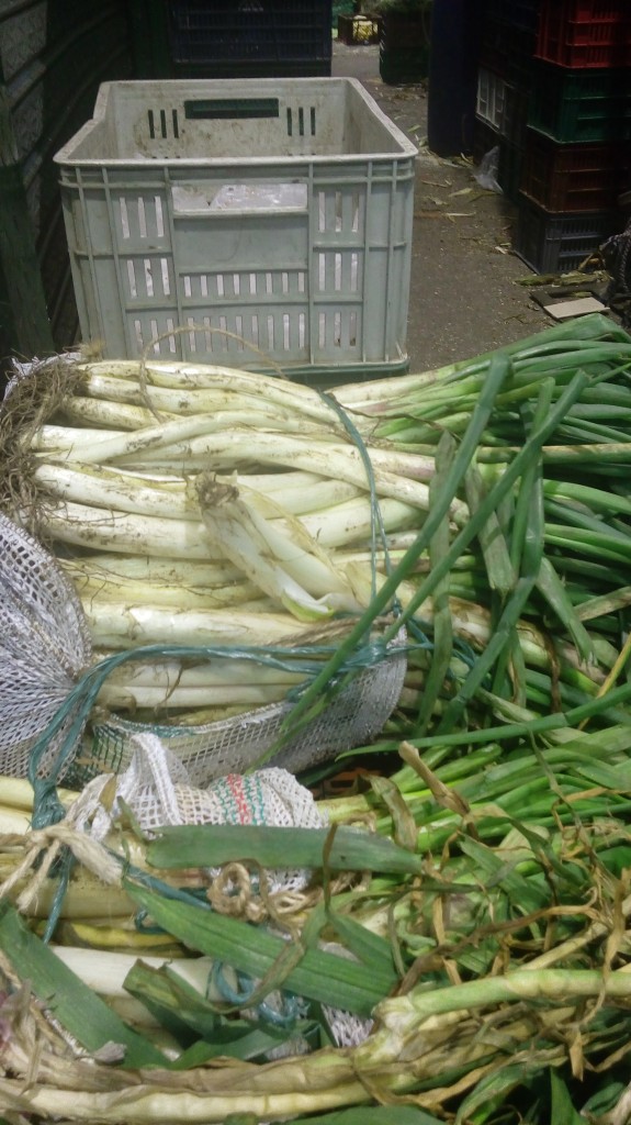 Cebolla larga