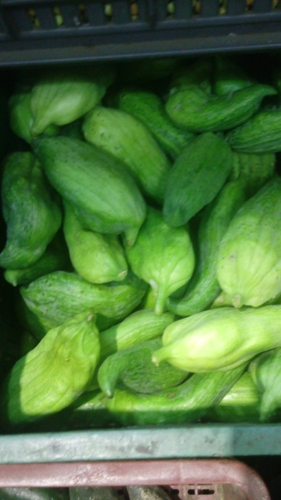 Pepino para guiso