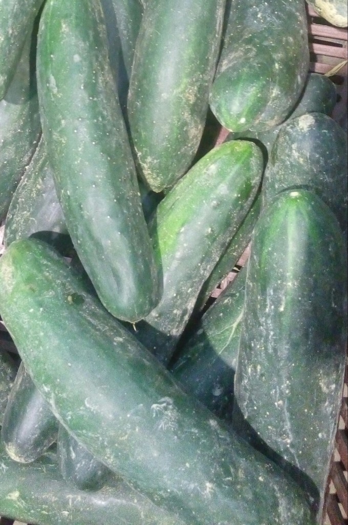 Pepino cohombro