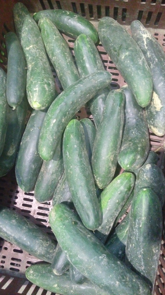 Pepino cohombro