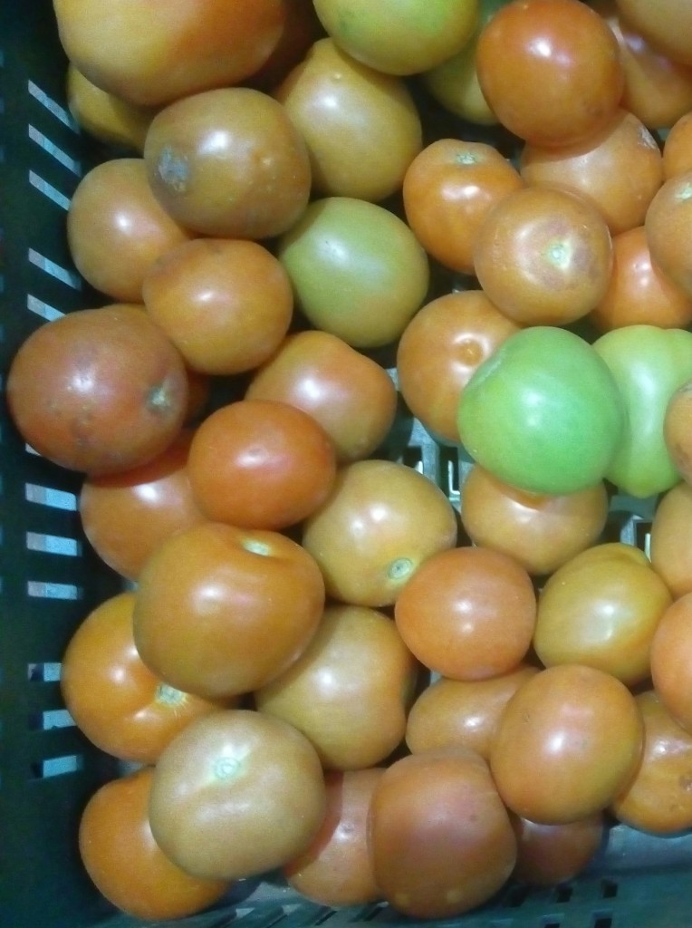 Tomate parejo