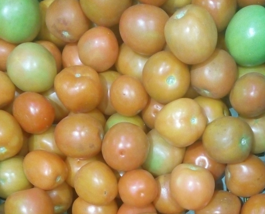 Tomate chonto de tercera