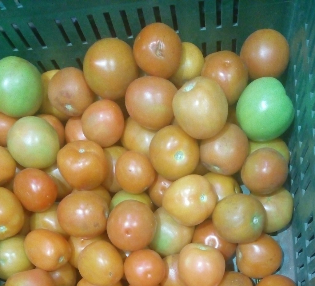 Tomate chonto de primera