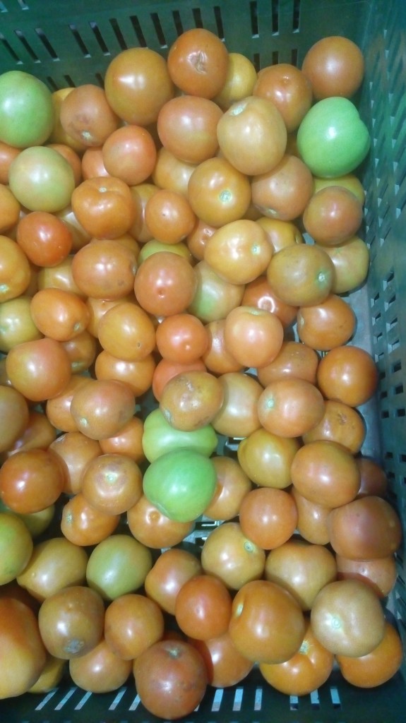 Tomate chonto de segunda