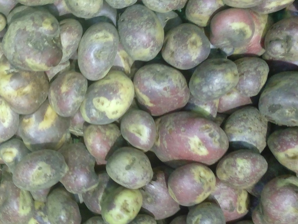 Papa pastusa limpia
