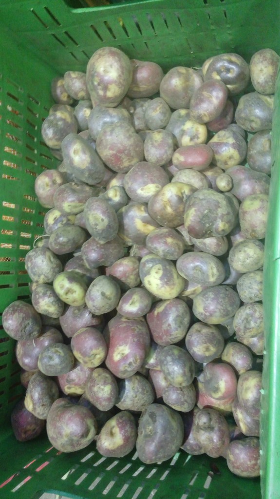Papa pastusa