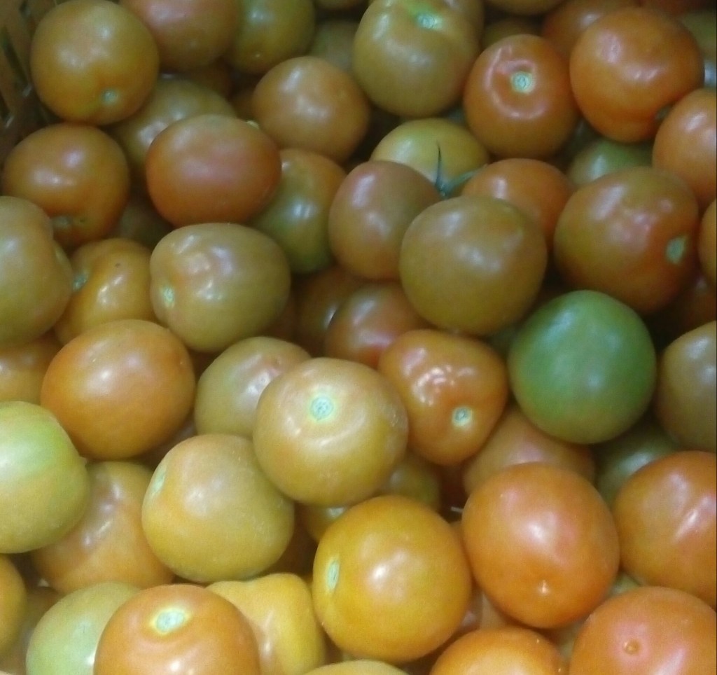 Tomate chonto de segunda