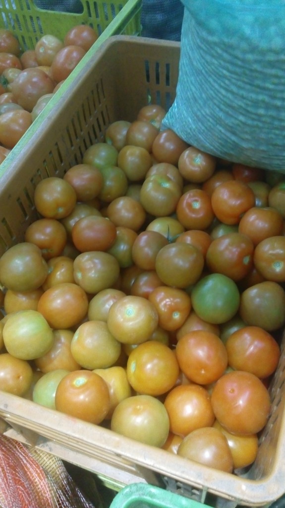 Tomate chonto