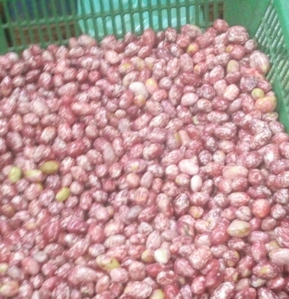 Frijol des Granado
