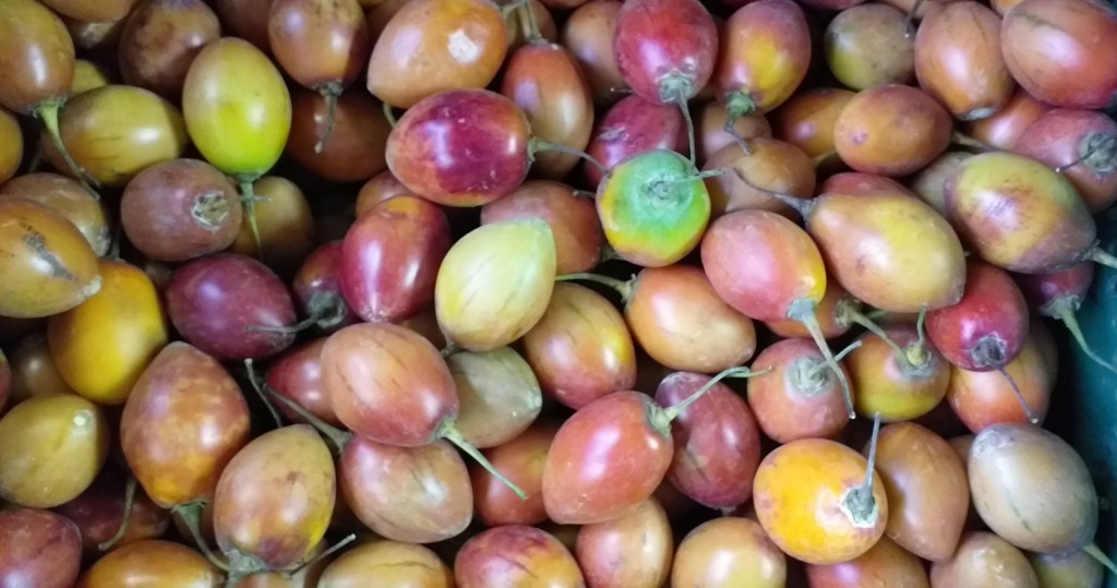 Tomate de arbol