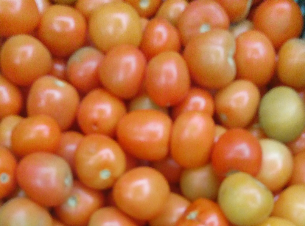 Tomate chonto parejo