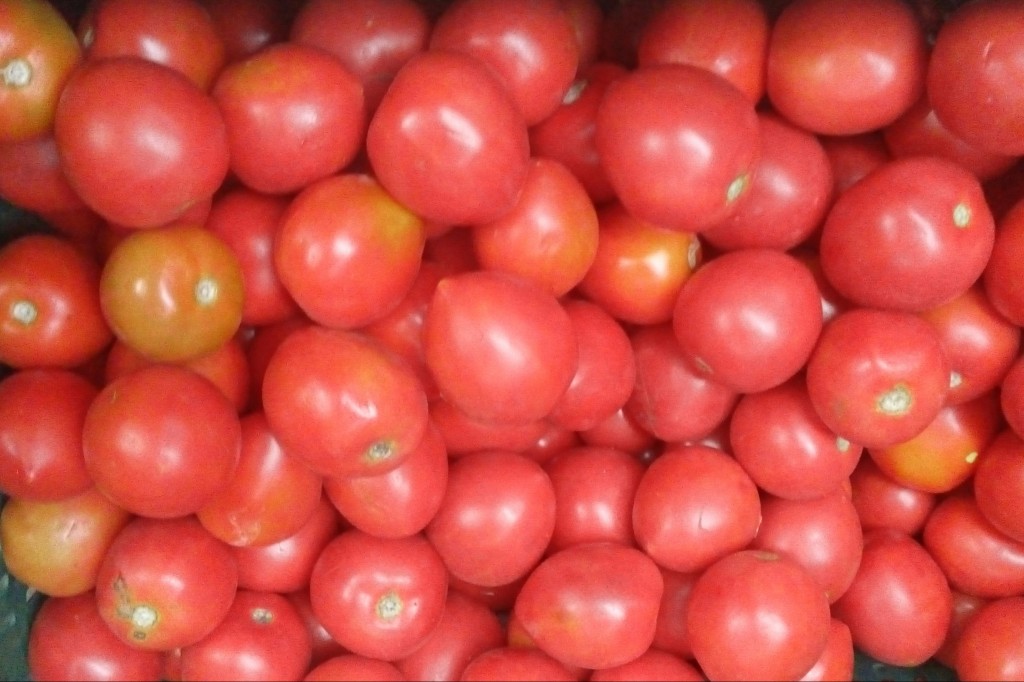 Tomate chonto