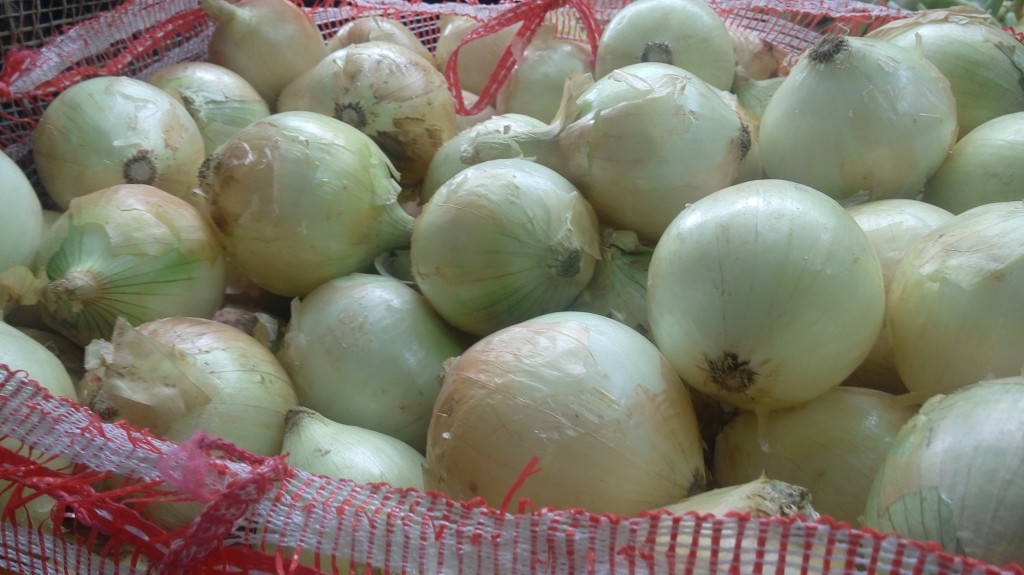 Cebolla cabezona