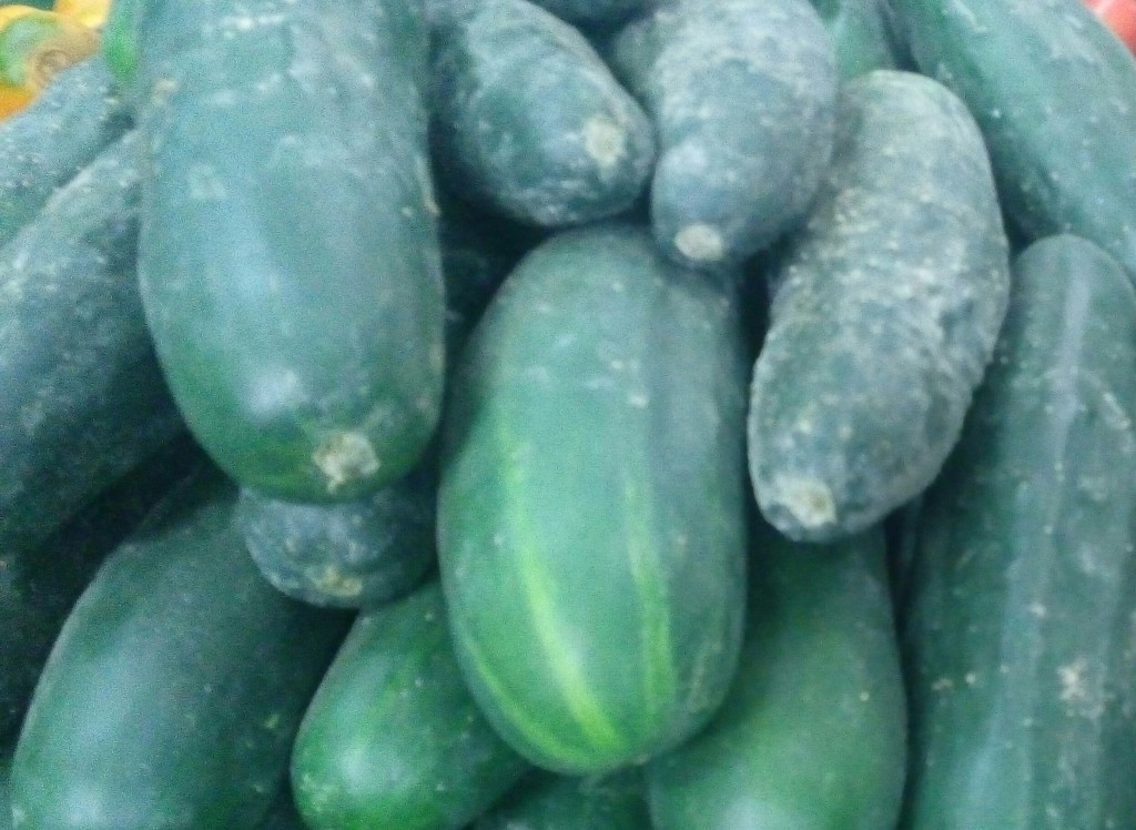 Pepino cohombro