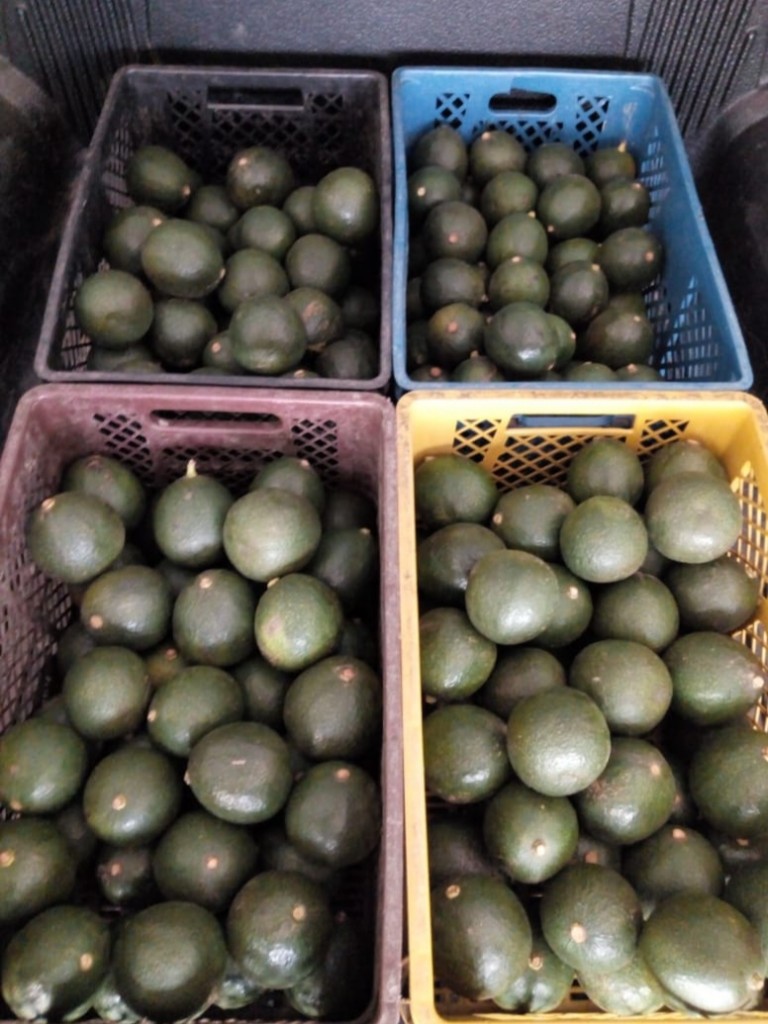 Aguacate reed extra